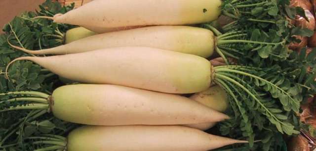 Daikon
