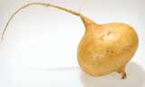 Jicama