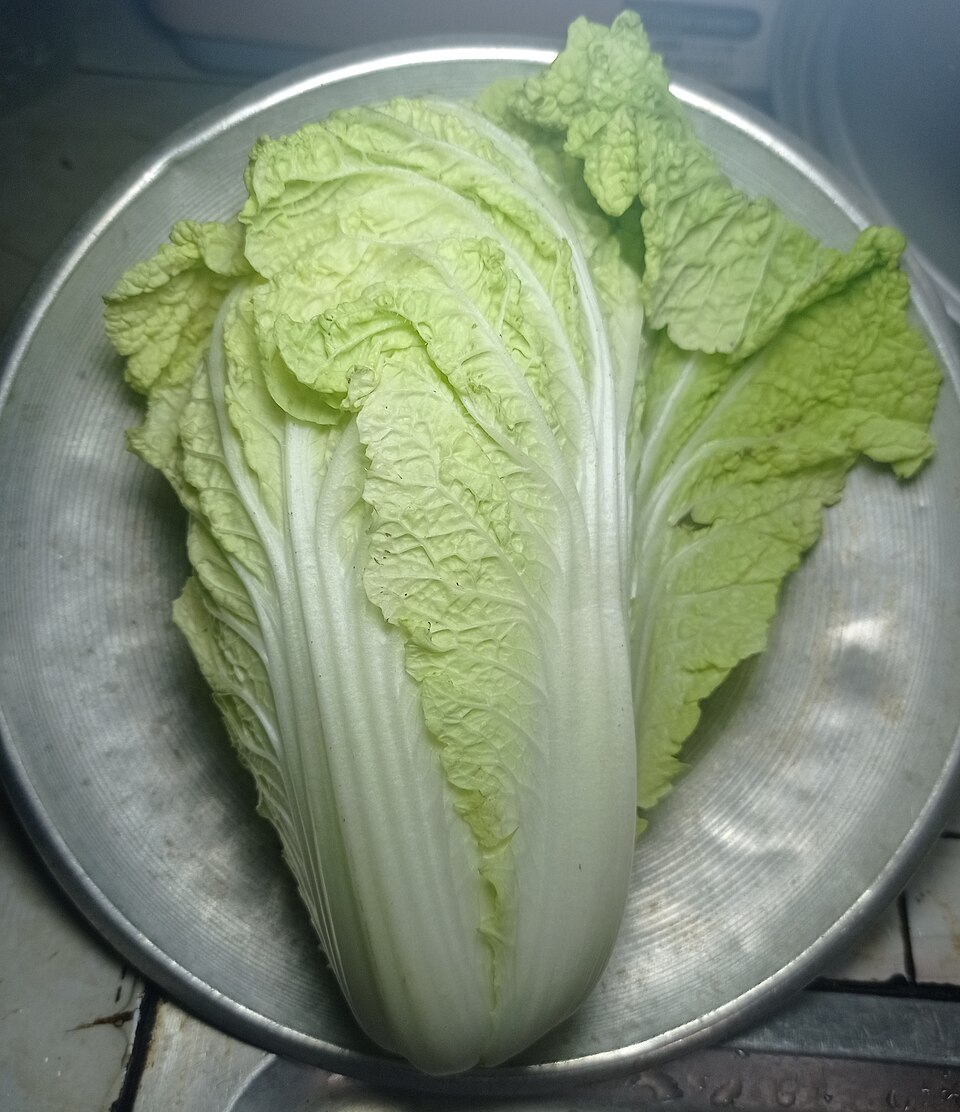 Napa Cabbage