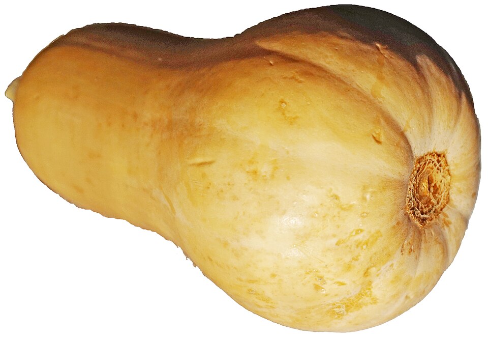 Squash