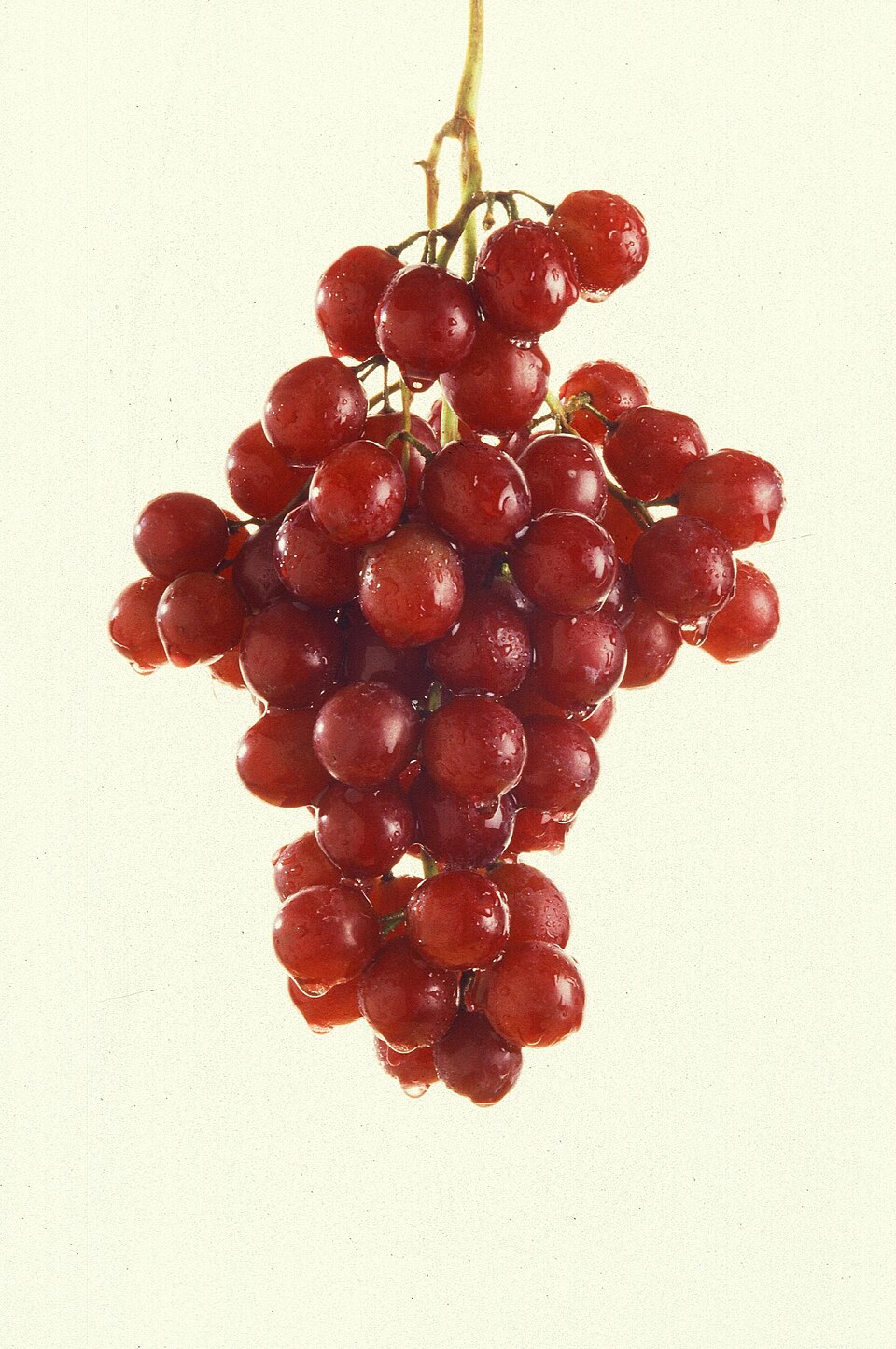 Red Seedless Grapes